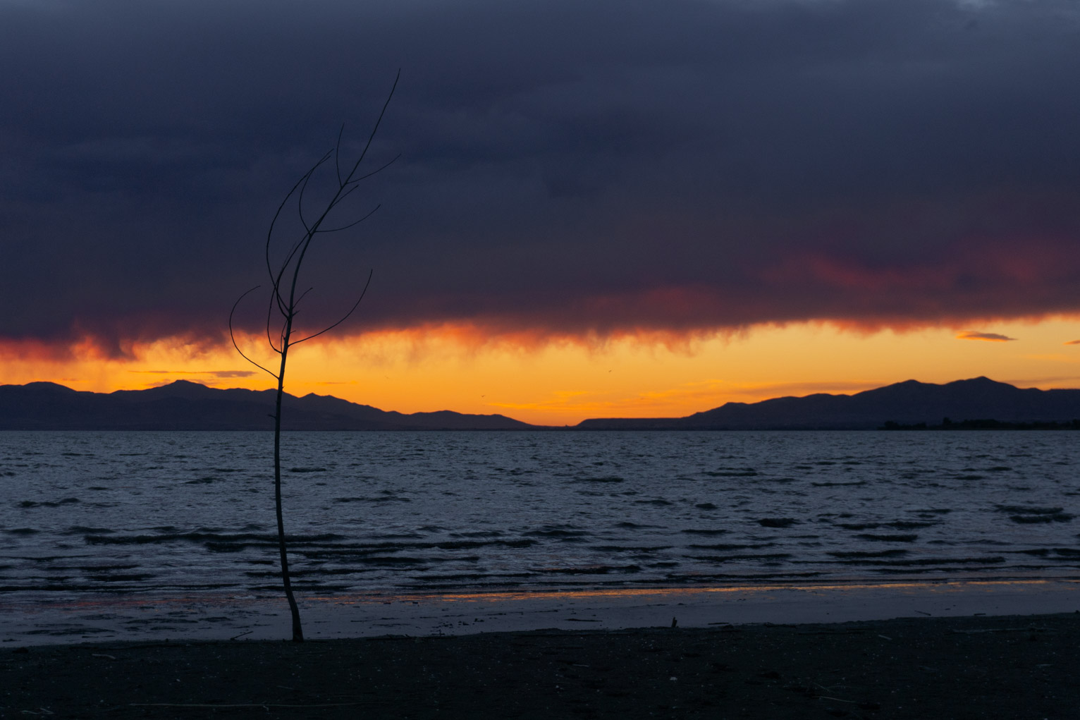 A lone sapling stands in the deep blue water with a firey horizon behind under heavy grey clouds